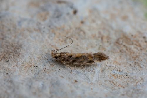 Aristotelia decoratella